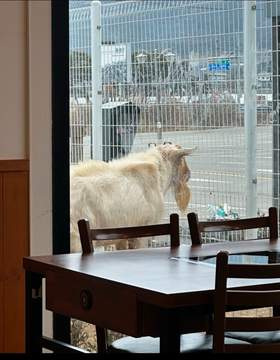 충남 홍성군 홍북읍 도청대로 296-26 흑염소 요리 맛집 향촌흑염소, 홍성